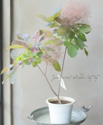 ���⡼���ĥ꡼���إ��졼���� 2024 ��No.10��