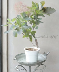 ���⡼���ĥ꡼���إ��졼���� 2024 ��No.11��