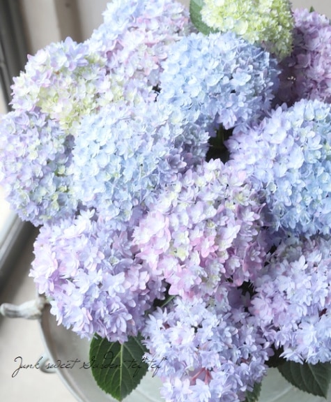 紫陽花 『レインボー』 超良株！ | すべての商品 | | Junk sweet