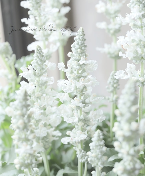 新色！】 栄養系宿根サルビア サリーファン 『ピュアホワイト