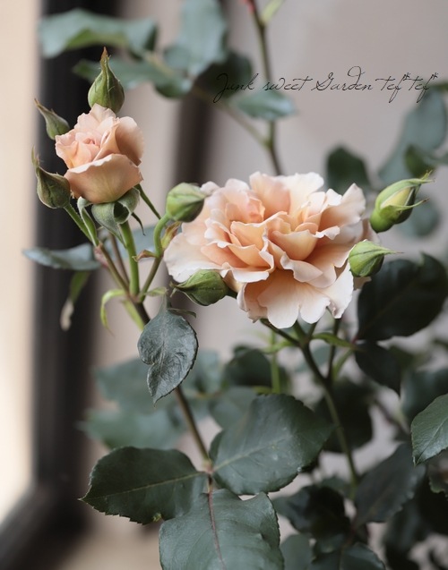 「Judy」 バラ苗　つるバラ　レア HanXia♡ Rose Judy」 バラ苗 つるバラ レア HanXia♡ Rose ☆美晴☆様専用」 バラ苗