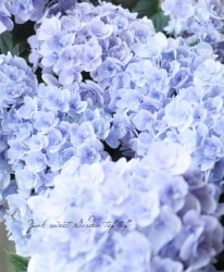 花苗,紫陽花 | Junk sweet Garden tef*tef*