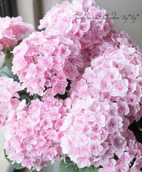 紫陽花 『月影-ゲツエイ-』 ピンク | すべての商品 | | Junk sweet