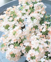 �ɺ��С��٥ʡ������ �إԡ�����