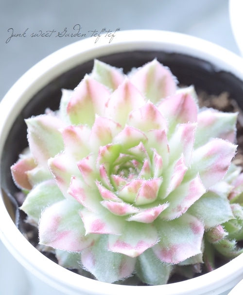 センペル3点セット 全て子株付✡️Sempervivum ギャラクシースター他