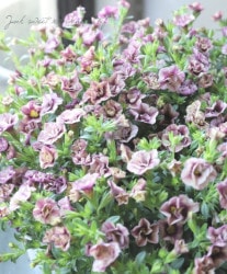 ھݡ ֥饳إ륹ե (1-3)