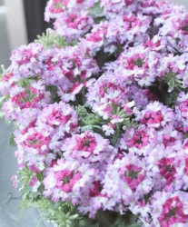 �С��٥ʡ��ɥ�ॹ���إѡ��ץ��åɡ�