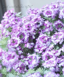 �С��٥ʡ��ɥ�ॹ���إ֥롼�ۥ磻�ȡ�