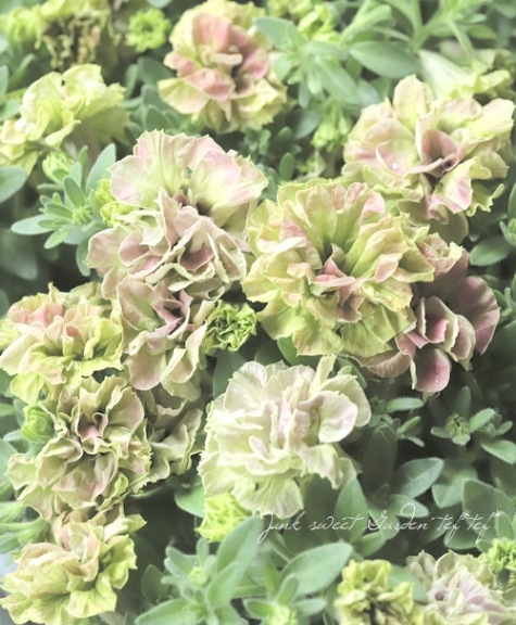 松原園芸オリジナル】 ペチュニア・ヴァンサンカン 『ピンクグリーン