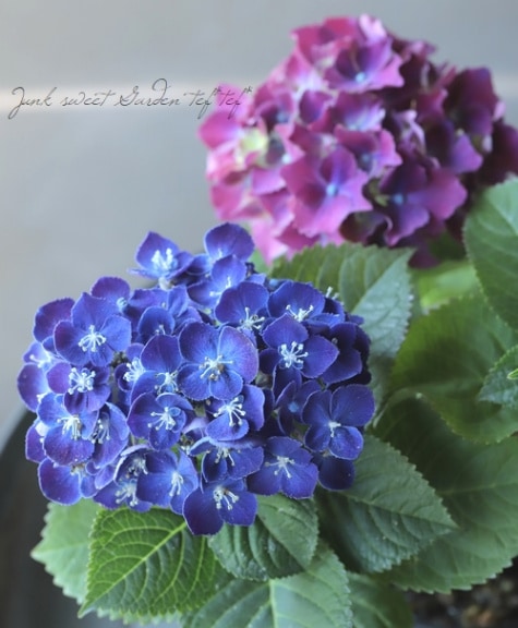 ✿Dom❤Mia様 2点 紫陽花　アジサイ　エスメラルダ　ネイビーブルー 000000021146_8YfAUuM.jpg