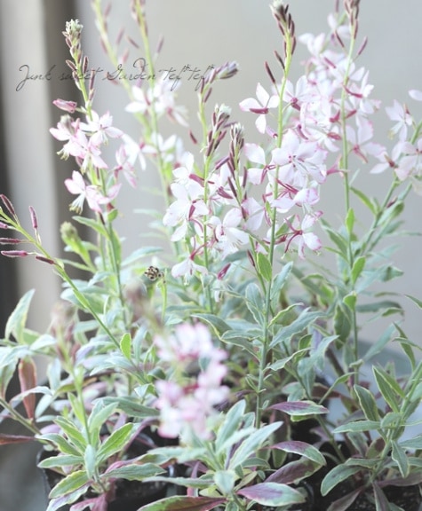 【希少・斑入り】ノノピンクバリエガーター／発根済・新芽あり 000000021149_DKY12va.jpg