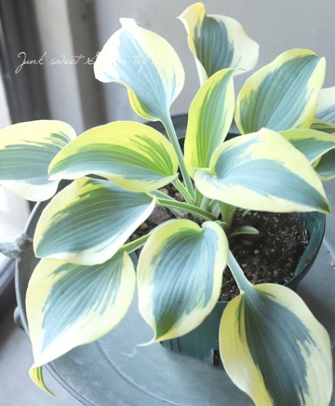 ホスタ・ギボウシ 『オータムフロスト』 | すべての商品 | | Junk