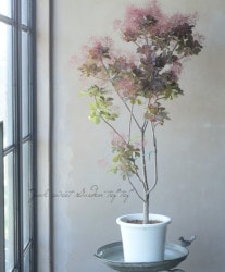 ���⡼���ĥ꡼���إ٥�٥åȥ��������� 2024 ��No.14��