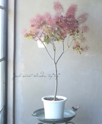 ���⡼���ĥ꡼���إ롼����� 2024 ��No.16��