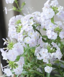 Flower Species,フロックス | Junk sweet Garden tef*tef*