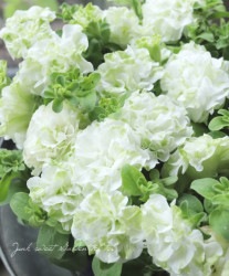 Ȭ�ź餭�ڥ���˥������ؼ� �ؾ���ޥ�⡦������ǡ�
