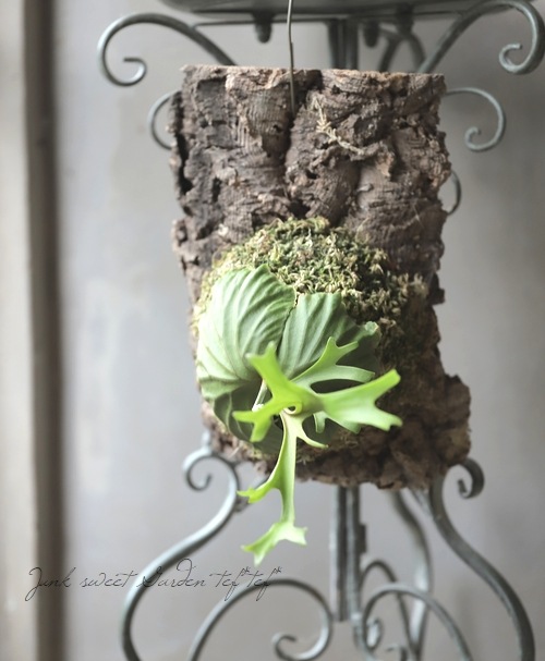 観葉植物】 プラティセリウム 『リドレイ』 ビカクシダ コウモリラン