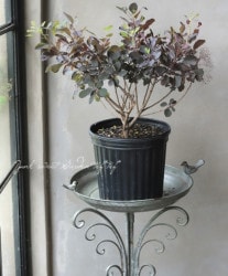 ���⡼���ĥ꡼���إ��������ᥤ�ǥ�١�2024 ��No.18��