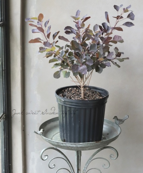 スモークツリー 『ダスキーメイデン』 2024 【No.19】 | すべての商品