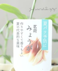 �ڲ����ڱ�� �ߥ祦�� �ؿ��������� �����ߤ礦�� ���ϻ���5��6��