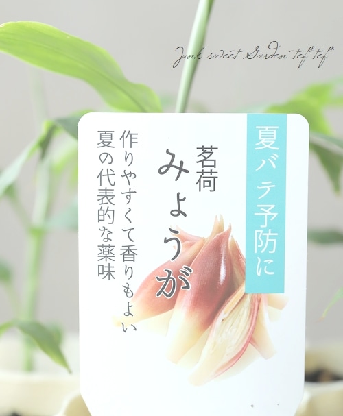 家庭菜園】 ミョウガ 『陣田早生』 早生みょうが 収穫時期5～6月