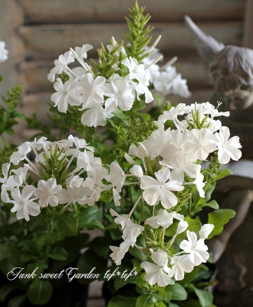 ルリマツリホワイト プルンバーゴ・ルリマツリ 『ホワイト』 | すべての商品 | | Junk