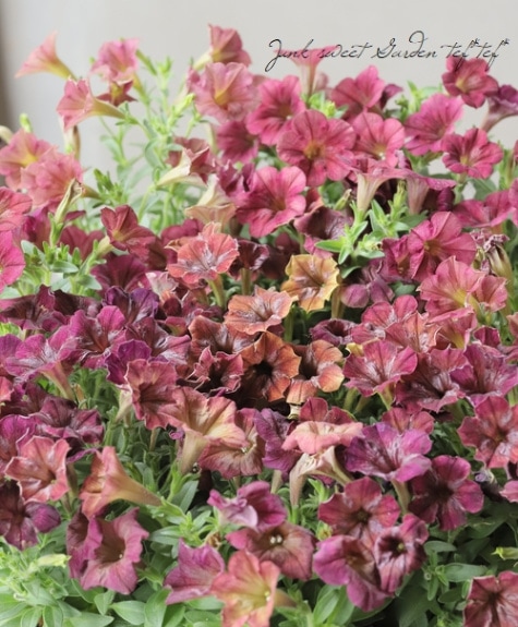 高澤さんオリジナル】 ペチュニア 『未発表！試験栽培品種』 【F