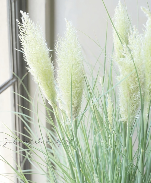グラス植物】 パンパスグラス 『エビータ』 コンパクトタイプ
