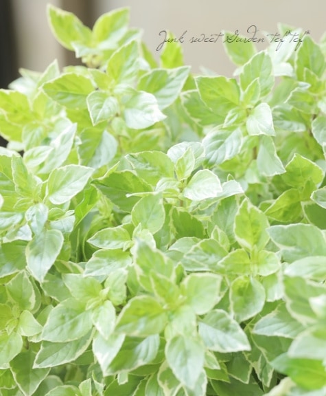 バジル 若木 緑と白の斑入り バジル 若木 緑と白の斑入り 斑入りバジルの育て方・栽培方法 | LOVEGREEN(