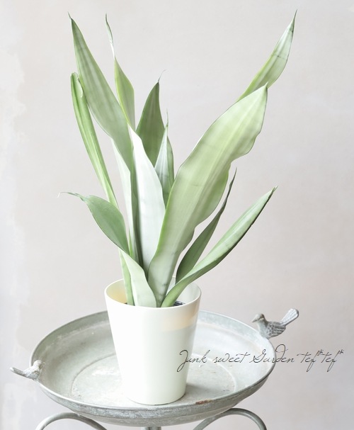 特大⑧号ポット❣️ サンスベリア ムーンシャイン 子株多数付いてます^ ^ 特大⑧号ポット❣️ サンスベリア ムーンシャイン 子株多数付いてます^ ^