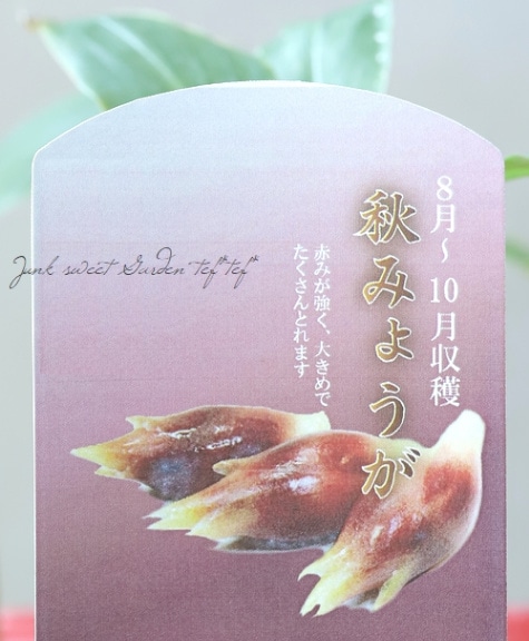 家庭菜園】 ミョウガ 『秋みょうが』 晩生品種！収穫時期9～10月