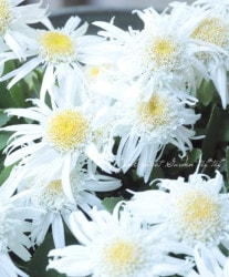 쥦󥻥ޥࡡإ֥륨󥸥ǡ (㥹ǥ)