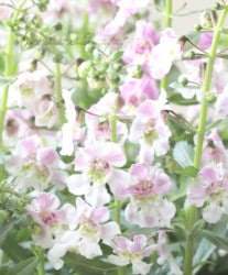 إ󥲥˥إ֥󥺥 إԥ󥯥ߥȡ