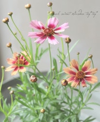 쥪ץ إͥåȥ󥸡  Aס