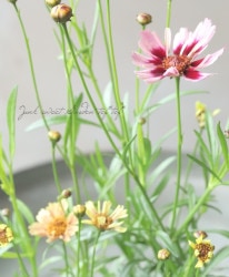 쥪ץ إͥåȥ󥸡 餭 Bס