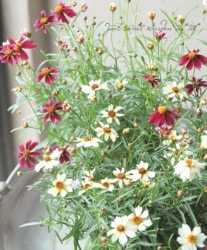 쥪ץ ɥ꡼ إ롼ߥۥ磻ȥʥȡ 2餭 A