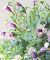 2024ǯǿʼ ȥ˥꡼ إ졼