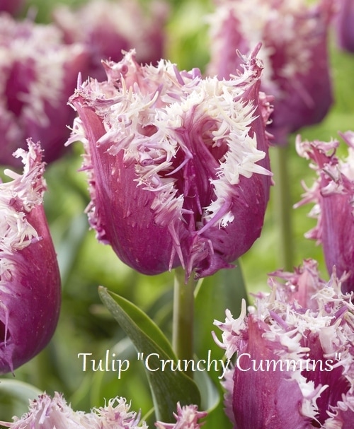 球根】 遅咲きチューリップ 『クランチークミンズ』 | すべての
