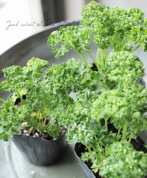 家庭菜園】 パセリ 『瀬戸パラマウント』 | すべての商品 | | Junk