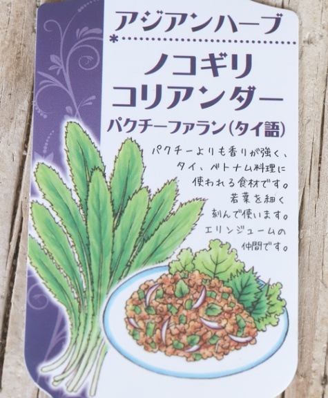 家庭菜園】 ハーブ・ノコギリコリアンダー『パクチー・ファラン