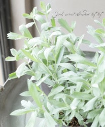 ƥߥإۥ磻ȥץ졼꡼١إץ졼꡼쥯ȡ