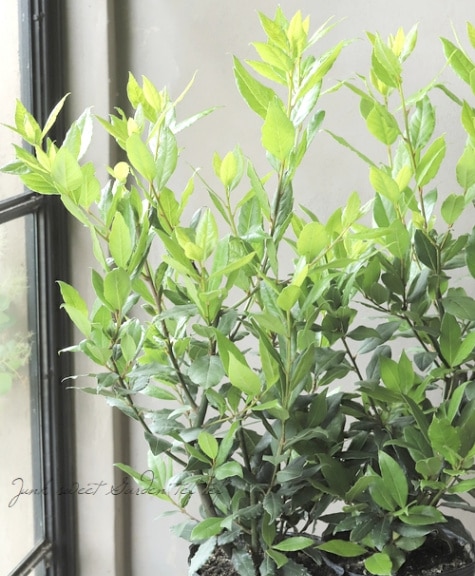 家庭菜園】 月桂樹・ローリエ | すべての商品 | | Junk sweet Garden