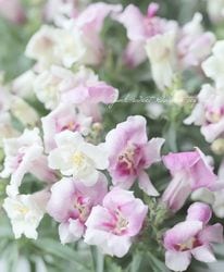 Ȭ�ź餭���󥮥祽�����ȥ����ˡ� �إ������åɡ�