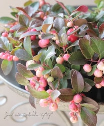 ƥꥢإåɥ٥꡼١å٥꡼ּ¡