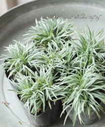 �������奦�Υҥ� �ض�ε�ӡ١�