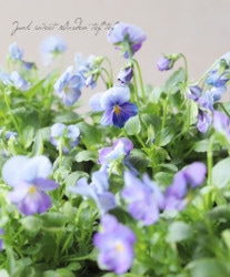 ӥ顦⤫ ʼإ٥ɡ