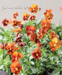 إѥ󥸡餯إƥ֥饦imp