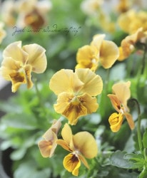 LUXURY SELECTIONtef*tef*ꥸʥ ӥإǥ󥰥