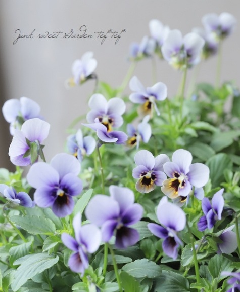 ▽【LUXURY SELECTION】tef*tef*オリジナル ビオラ『ネクストグロー