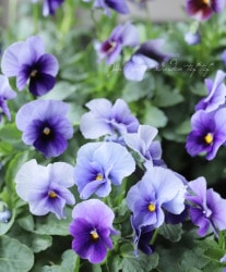 LUXURY SELECTIONtef*tef*ꥸʥ ӥإӡ󥺥